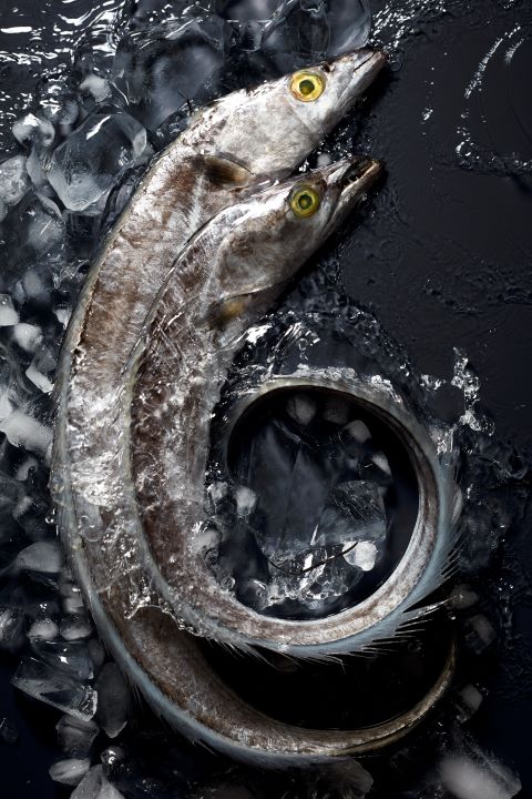 广东广远渔业集团供图3+带鱼-改.jpg 广东广远渔业集团供图3+带鱼-改.jpg